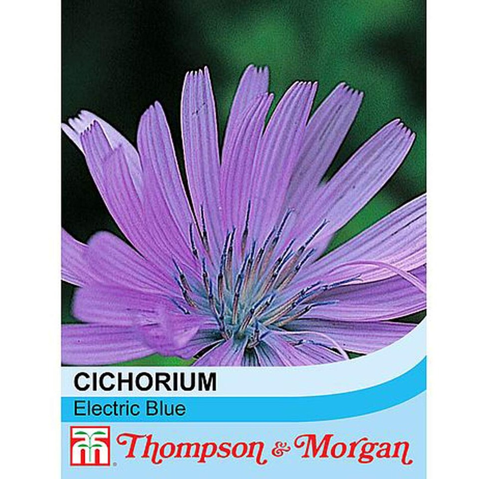Cichorium Intybus Electric Blue 1 Seed Packet