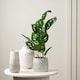 image 2 of 45Cm Monstera in Black Plastic Pot Green | One Size