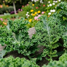 Carbeth Plants Kale Dwarf Green Curled Vegetable Plant - 6 pack - Easy Grow Kitchen Garden