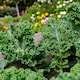 image 1 of Carbeth Plants Kale Dwarf Green Curled Vegetable Plant - 6 pack - Easy Grow Kitchen Garden