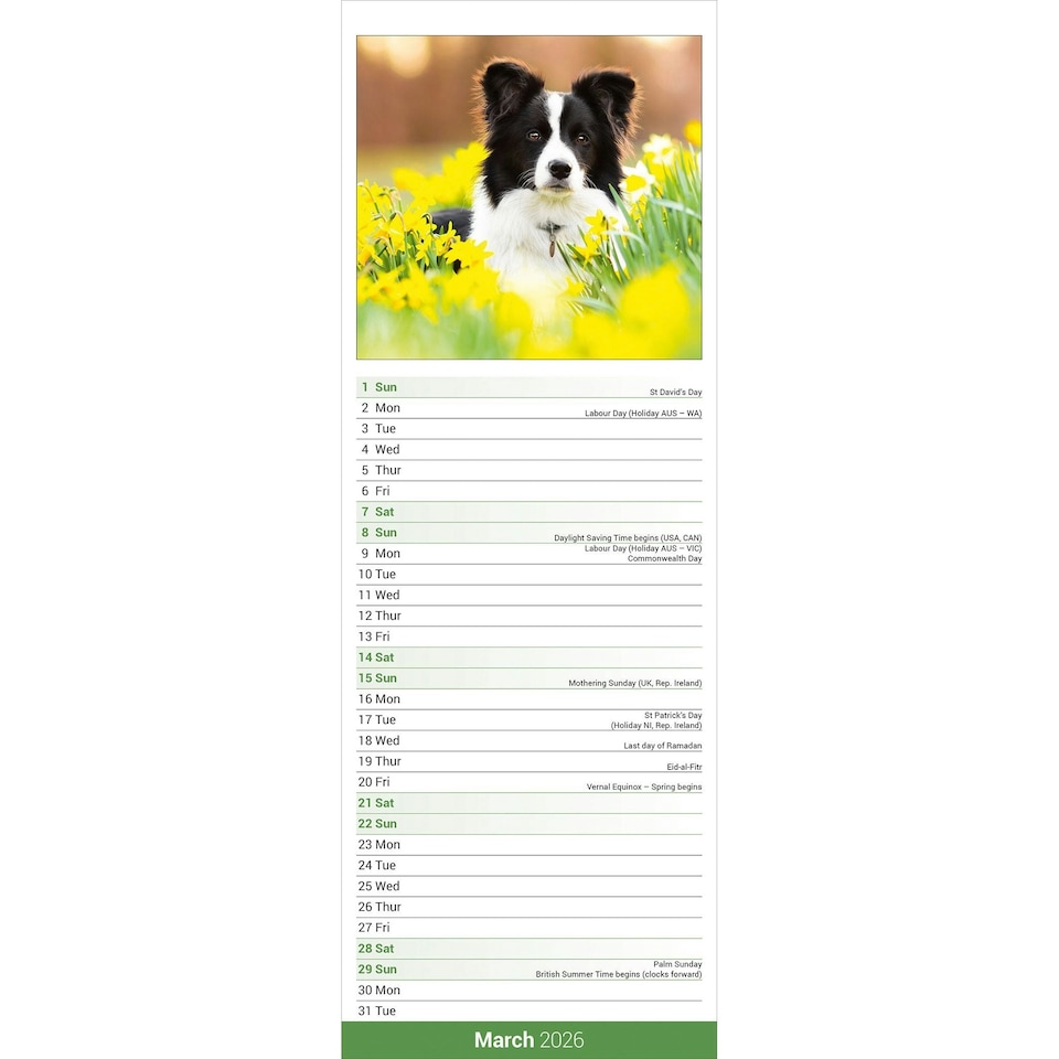 image 1 of Border Collie Slim 2026 Calendar | Slimline Wall Calendar | Dog Breed Gift | Plastic Free Packaging | by Avonside Publishing [Calendar] Avonside Publishing Ltd