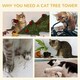 image 7 of PawHut 91cm Scratching Posts Cat Tree Activity Centre for Indoor Cats Grey