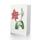 image 2 of Pierre-Joseph Redouté Art Card Brazilian Amaryllis Flower