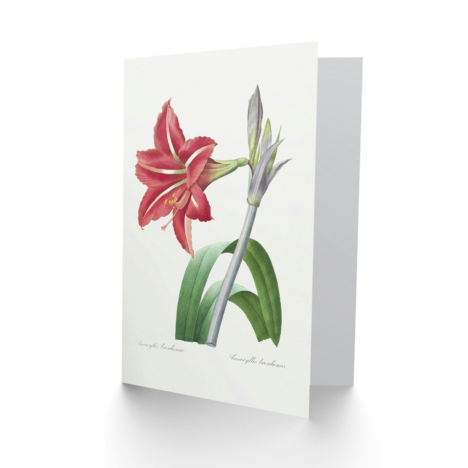 image 1 of Pierre-Joseph Redouté Art Card Brazilian Amaryllis Flower