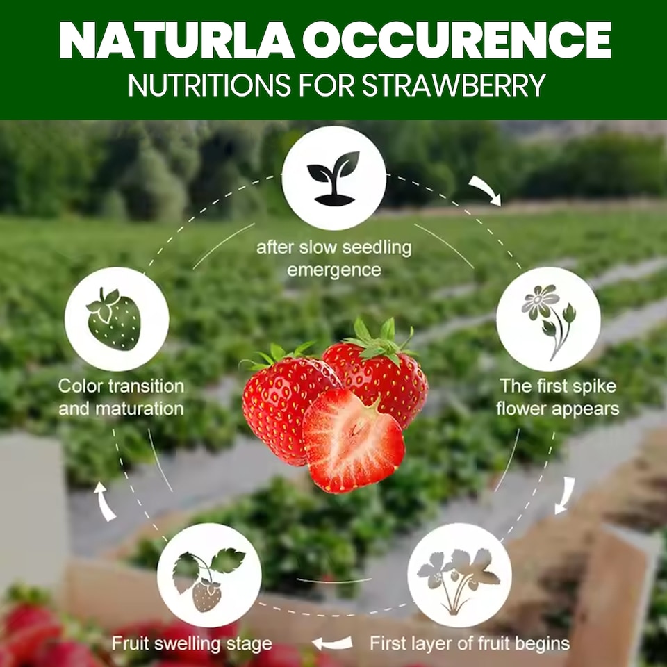 image 1 of Vitax Organic Strawberry Fertiliser 1L Liquid for Rich Flavor Bountiful Strawberries and Prolific Yields