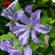 image 2 of Carbeth Plants 3 x Clematis Prince Charles in 9cm Pot - Summer Flowering Garden Ready Shrub