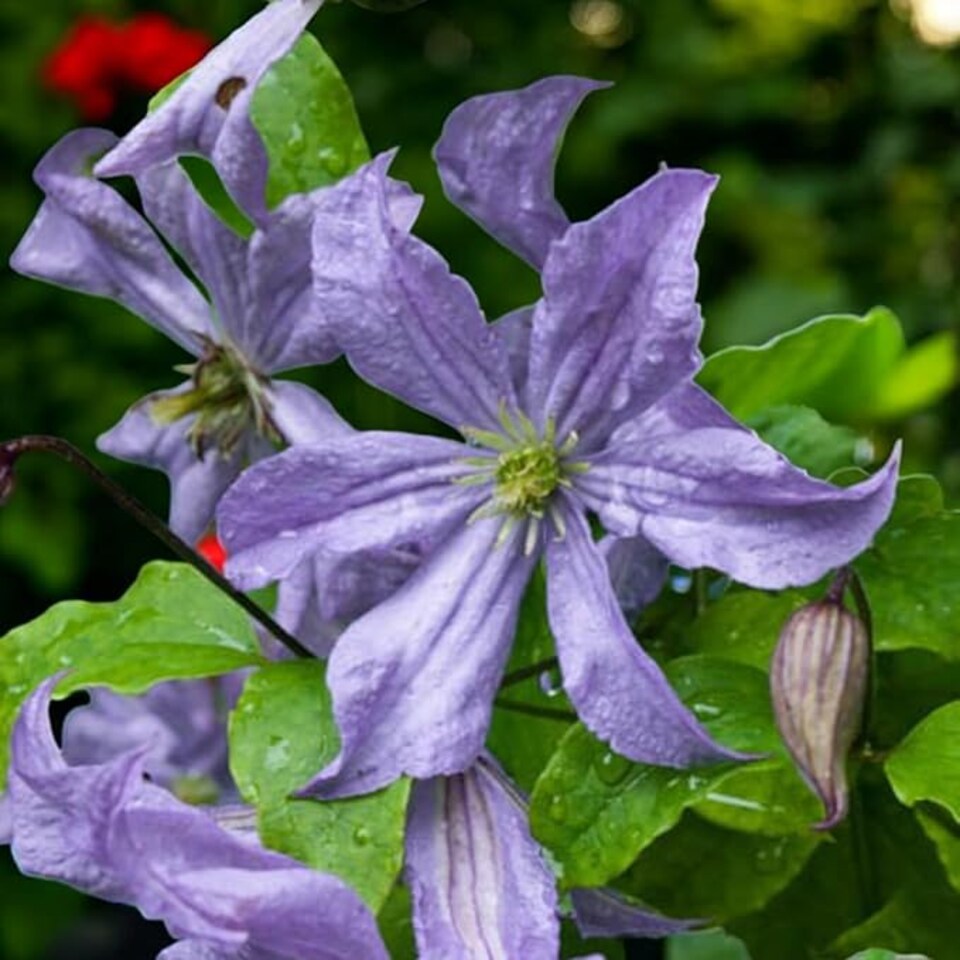 image 1 of Carbeth Plants 3 x Clematis Prince Charles in 9cm Pot - Summer Flowering Garden Ready Shrub