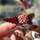 image 2 of Marshalls Garden Physocarpus 'Lady in Red' shrub 9cm