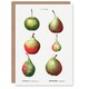 image 1 of Pierre-Joseph Redouté Art Card Pear Fruit Varieties Vintage