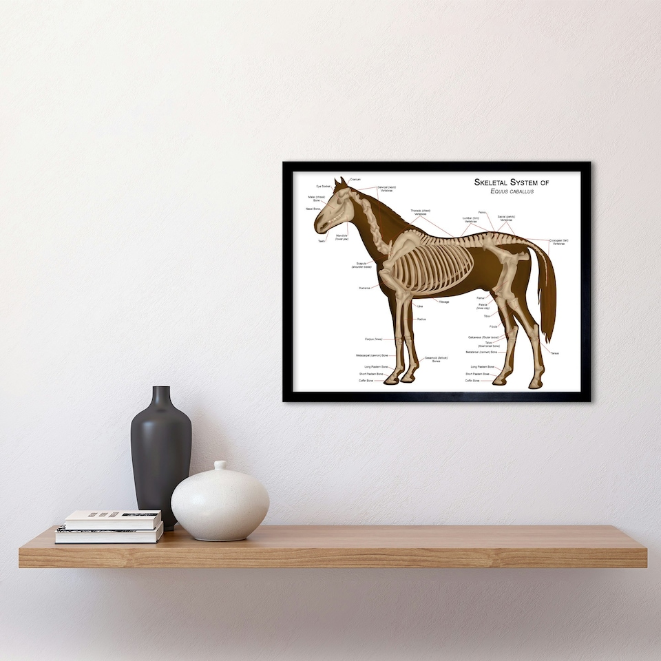 image 1 of Animals Skeleton Bones Horse Anatomy 12x16" Framed Wall Art Print