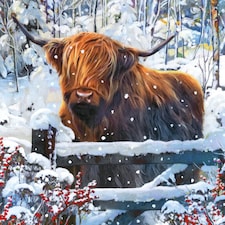 Pack of 8 Highland Cow British Heart Foundation Charity Christmas Cards Xmas