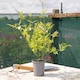 image 2 of Marshalls Garden Jasmine (Jasminum officinale) 9cm pot | White | White, Pink, Green | 9cm Plants