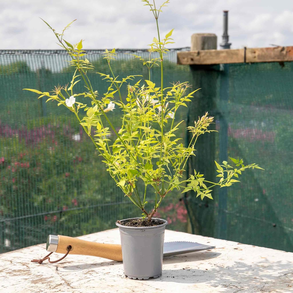 image 1 of Marshalls Garden Jasmine (Jasminum officinale) 9cm pot | White | White, Pink, Green | 9cm Plants