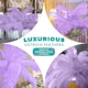 image 6 of 50cm - 60cm Large Ostrich Feathers, Showgirl Spadones - 5pcs