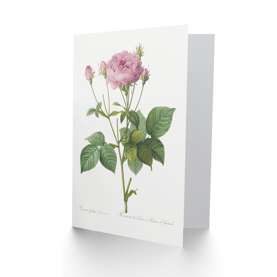 image 1 of Pierre-Joseph Redouté Art Card Gallic Rose Vintage Flower Illustration