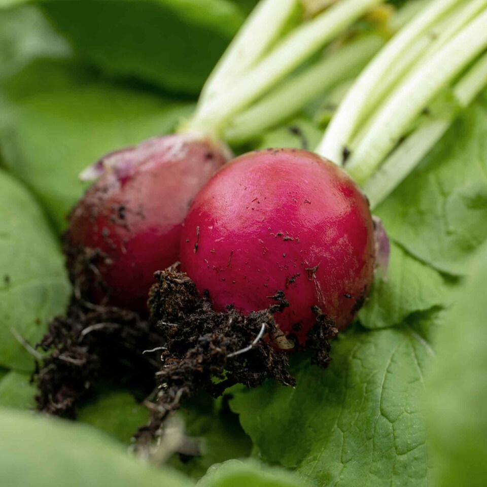 image 1 of Marshalls Garden Radish Seeds 'Annabel' F1 100 seeds