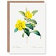 image 1 of Pierre-Joseph Redouté Art Card Golden Guinea Vine Flowers