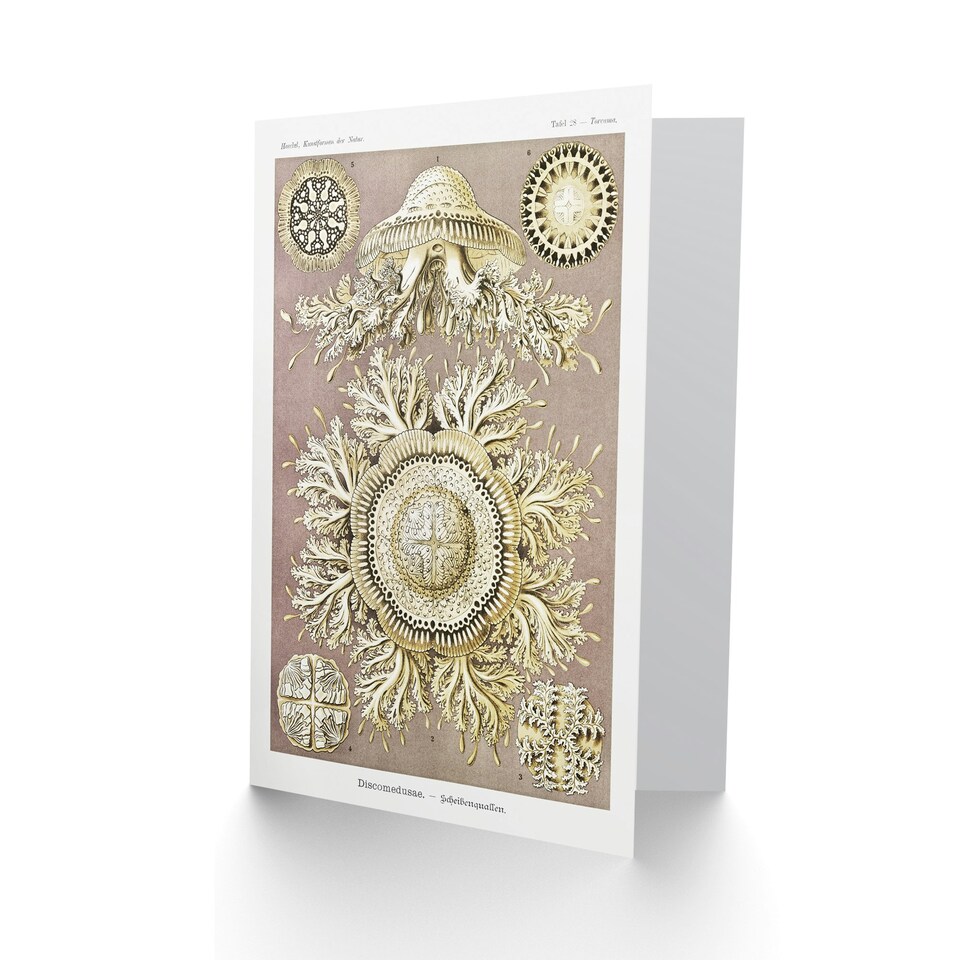 image 1 of Ernst Haeckel Art Card Jellyfish Discomedusae Vintage Illustration