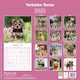 image 2 of Yorkshire Terrier 2026 Calendar | Square Wall Calendar | Dog Breed Gift | Plastic Free Packaging | by Avonside Publishing