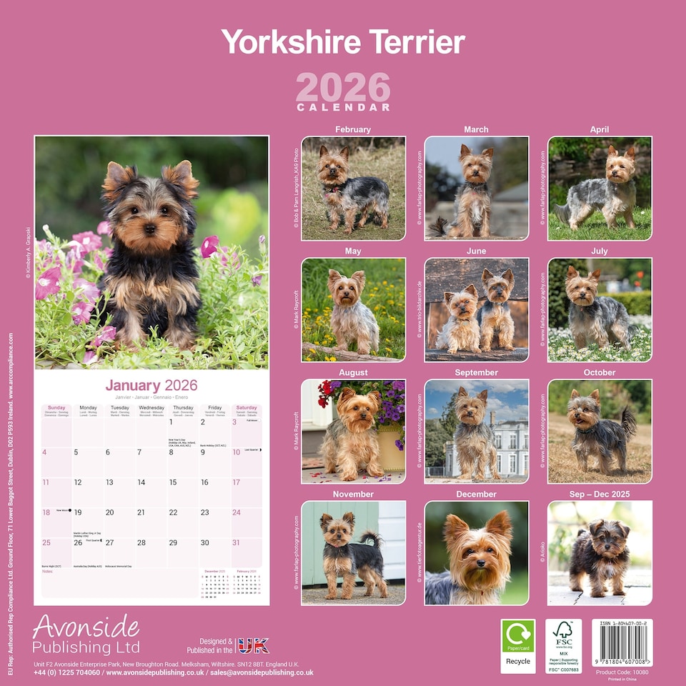 image 1 of Yorkshire Terrier 2026 Calendar | Square Wall Calendar | Dog Breed Gift | Plastic Free Packaging | by Avonside Publishing