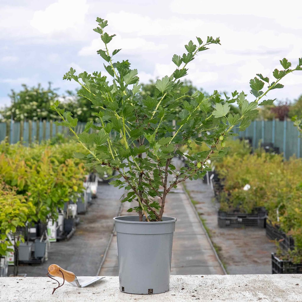 image 1 of Marshalls Garden Gooseberry Hinnonmaki Red - Large Mildew Resistant Dessert Fruit bare root