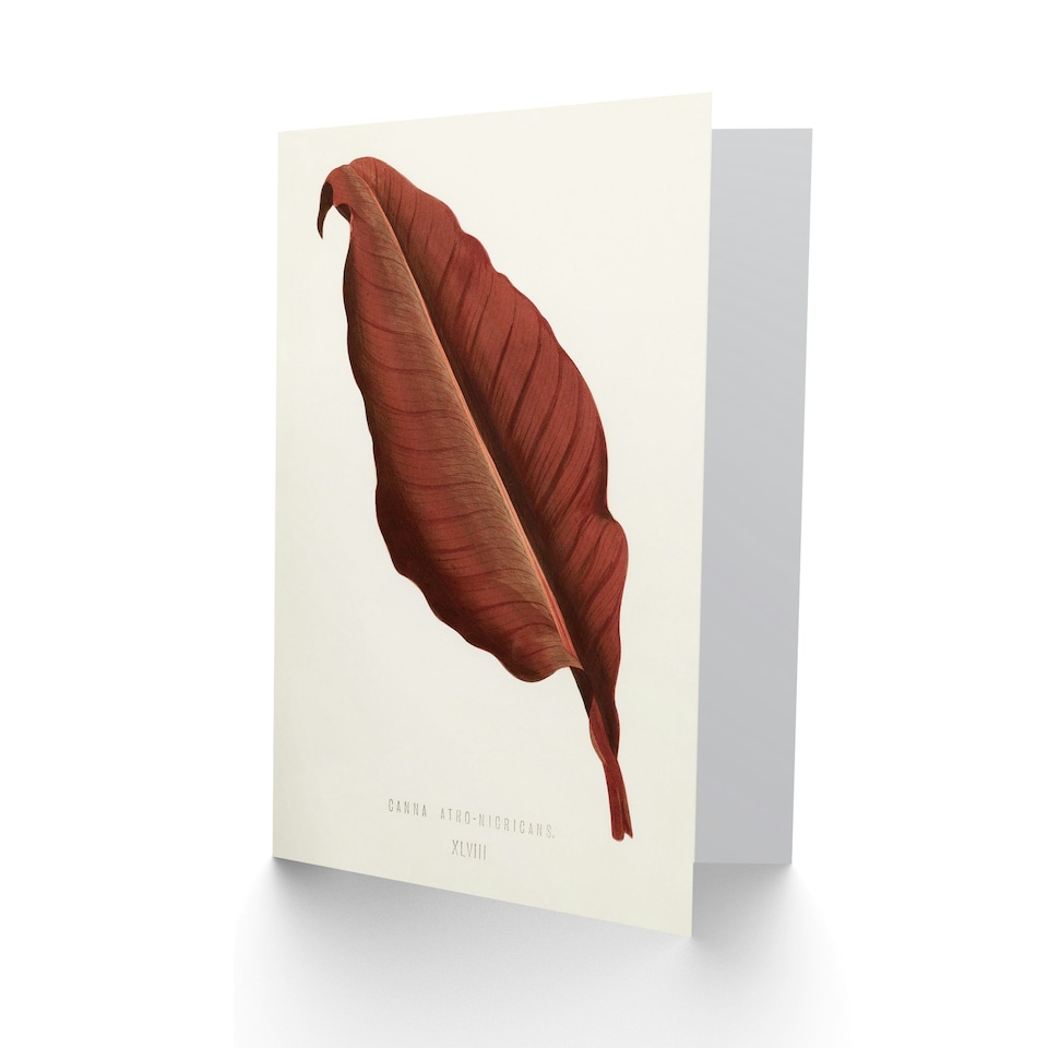image 1 of Shirley Hibberd Art Card Canna Vintage Botany Red Leaf