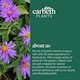 image 5 of Carbeth Plants Aster novi-belgii Lady in Blue Plant 1 x 9cm Pot - Blue Michaelmas Daisy Garden Ready Hardy Perennial for Summer Autumn Colour