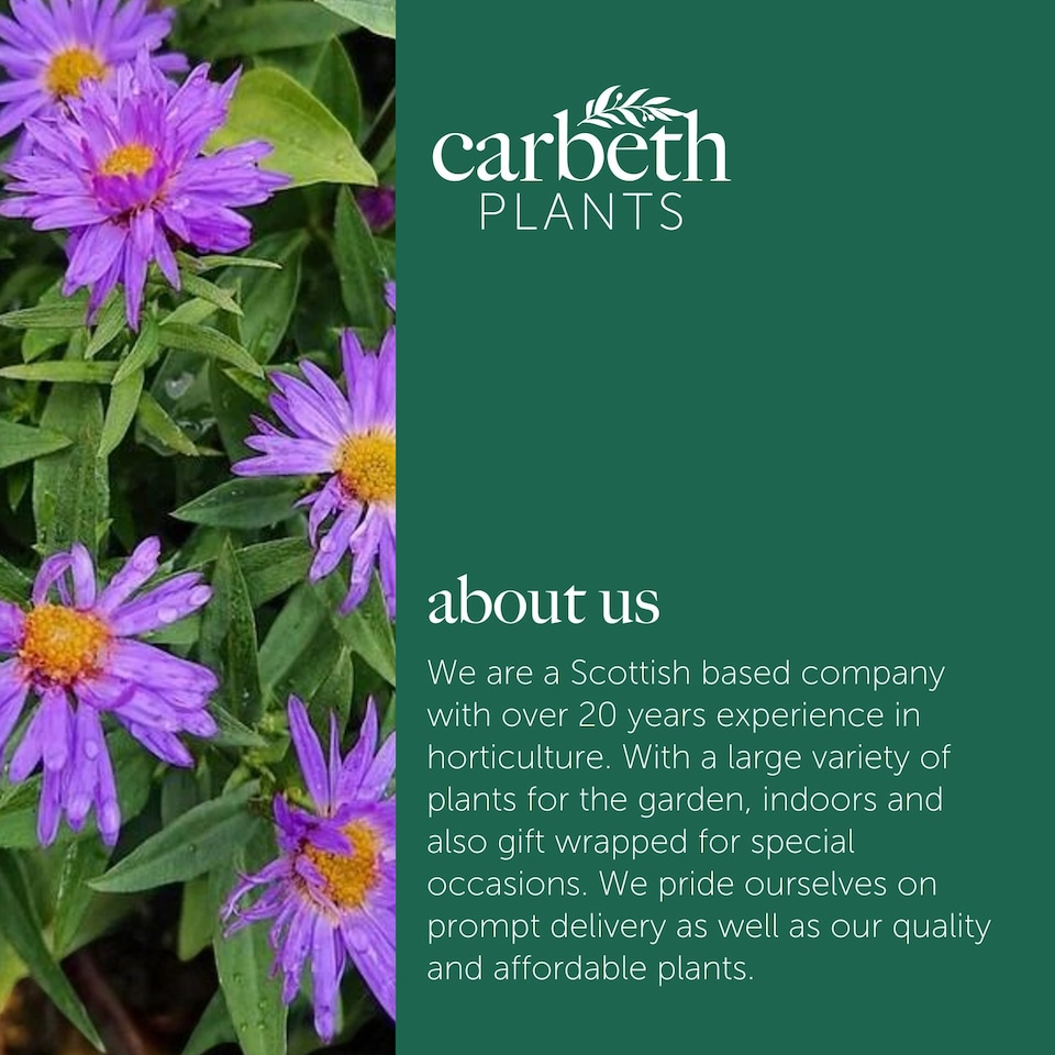 image 1 of Carbeth Plants Aster novi-belgii Lady in Blue Plant 1 x 9cm Pot - Blue Michaelmas Daisy Garden Ready Hardy Perennial for Summer Autumn Colour
