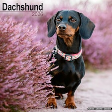Dachshund 2026 Calendar | Square Wall Calendar | Dog Breed Gift | Plastic Free Packaging | by Avonside Publishing