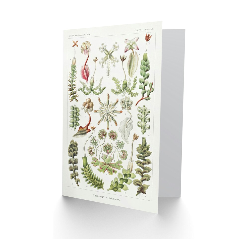 image 1 of Ernst Haeckel Art Card Hepatica Plant Vintage Floral