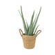 image 5 of Aloe Vera Plant  12cm Pot | Medicinal & Easy Care Indoor Houseplant