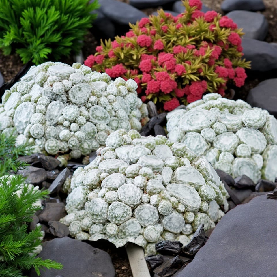 image 1 of Carbeth Plants Sempervivum Arctic White - Drought Tolerant & Easy Care Plant | Multi