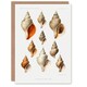 image 1 of Vintage Marine Life Art Card Molluscs from the Northen Sea
