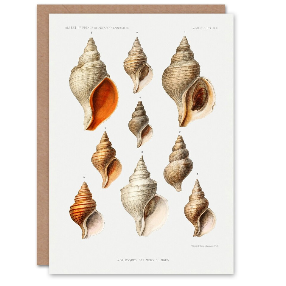 image 1 of Vintage Marine Life Art Card Molluscs from the Northen Sea