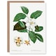 image 1 of Pierre-Joseph Redouté Art Card Mountain Camellia Flower