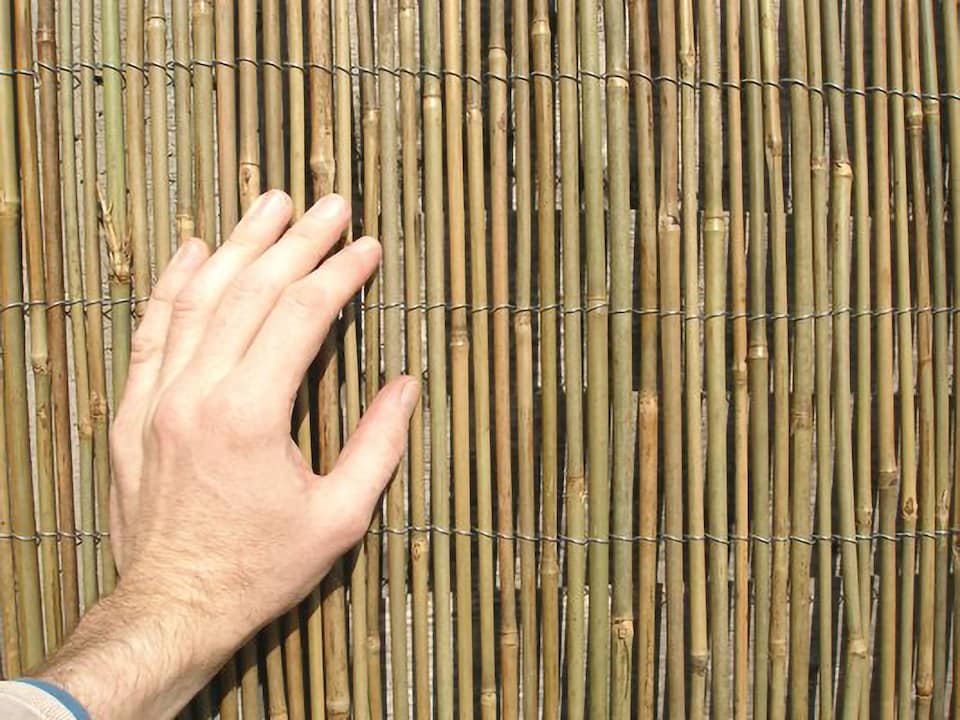 image 1 of Bamboo Cane Screening Roll Natural Fencing 3.0m x 2.0m | Brown | Brown