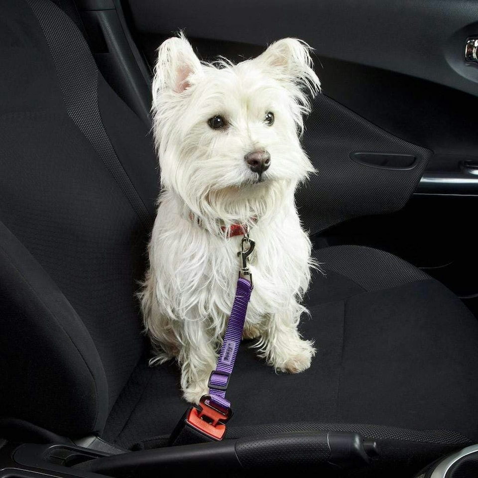 image 1 of Dog & Cat Seat Belt Safety Travel Restraint, Harness Clip For Car Van Lead Red