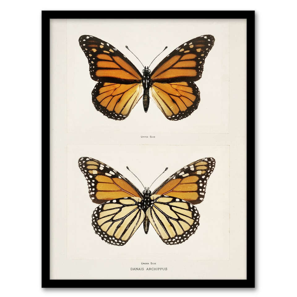 image 1 of Monarch Butterfly Vintage Illustration Denton Framed Wall Art Print 12X16"