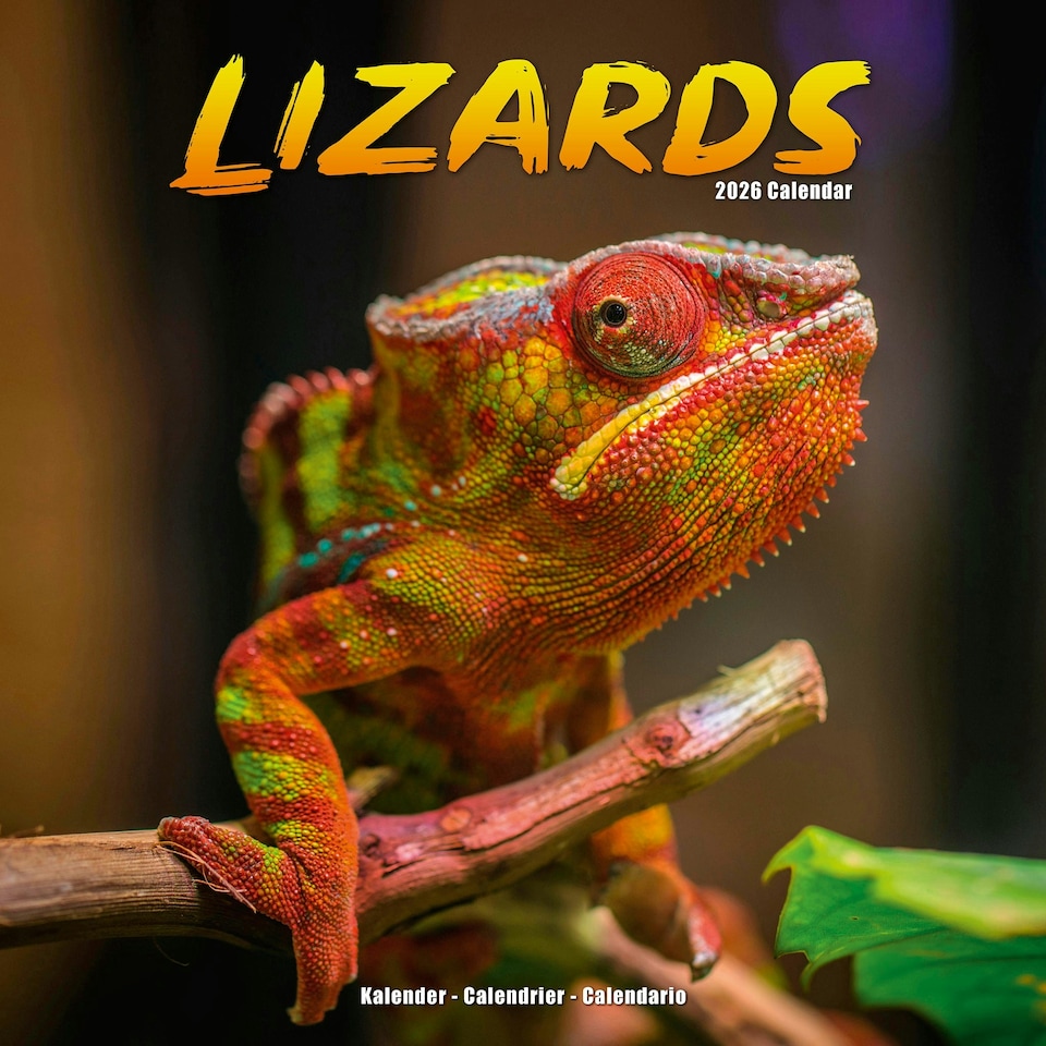 image 1 of Lizards 2026 Calendar | Square Wall Calendar | Reptile Gift | Plastic Free Packaging | by Avonside Publishing