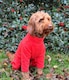 image 3 of Four Legged Dog Fleece - XL / Coral | Red | XL
