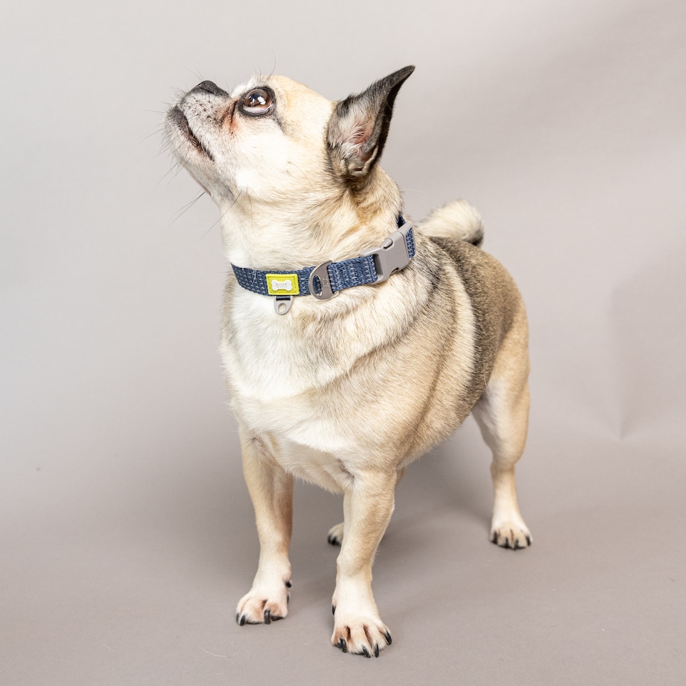 image 1 of BUILT PET Small NightSafe™ Reflective Adjustable Dog Collar, Blue