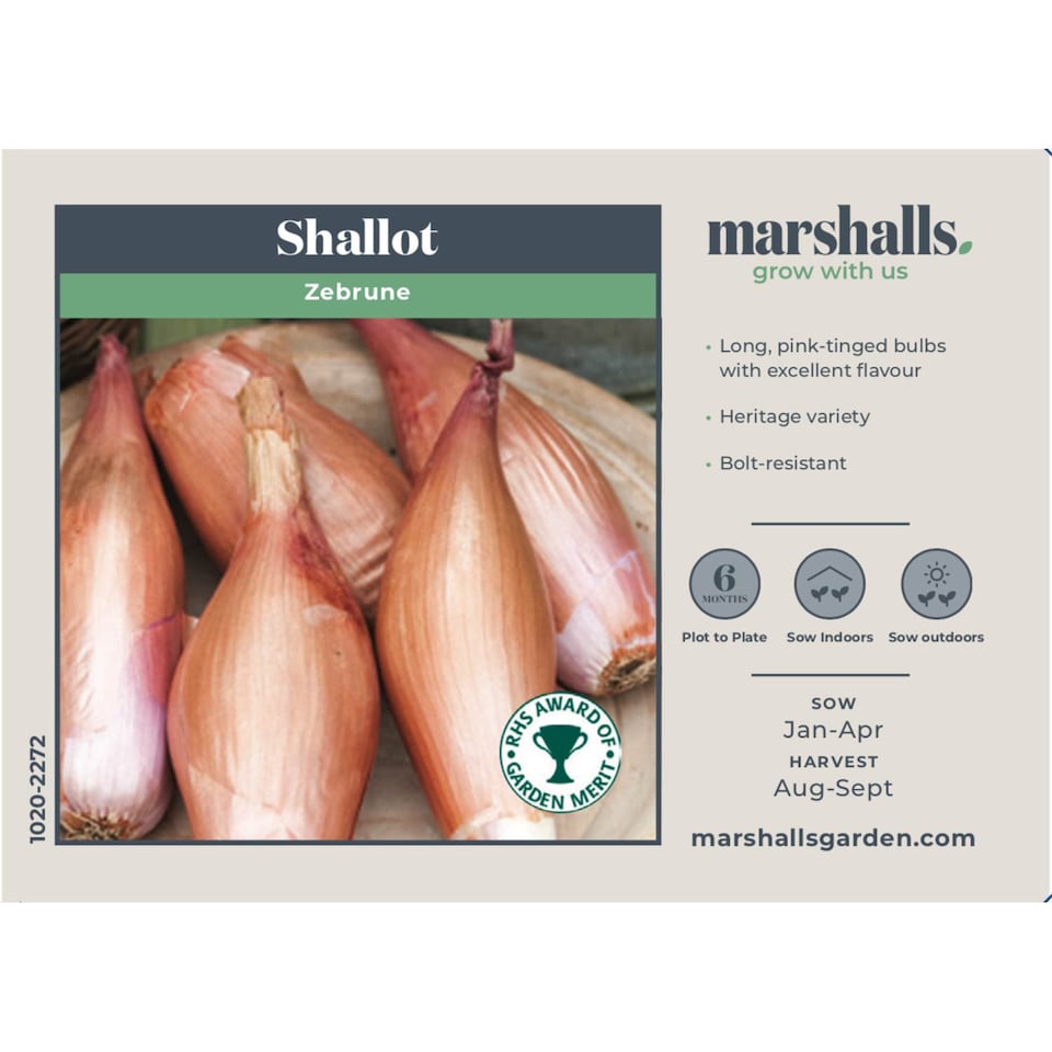 image 1 of Marshalls Garden Shallot Seeds 'Zebrune' Heritage French Long Pinky-Brown Bulbs, 75 Seeds