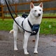 image 3 of Company Of Animals Carsafe Crash Tested Dog Harness - Black - M