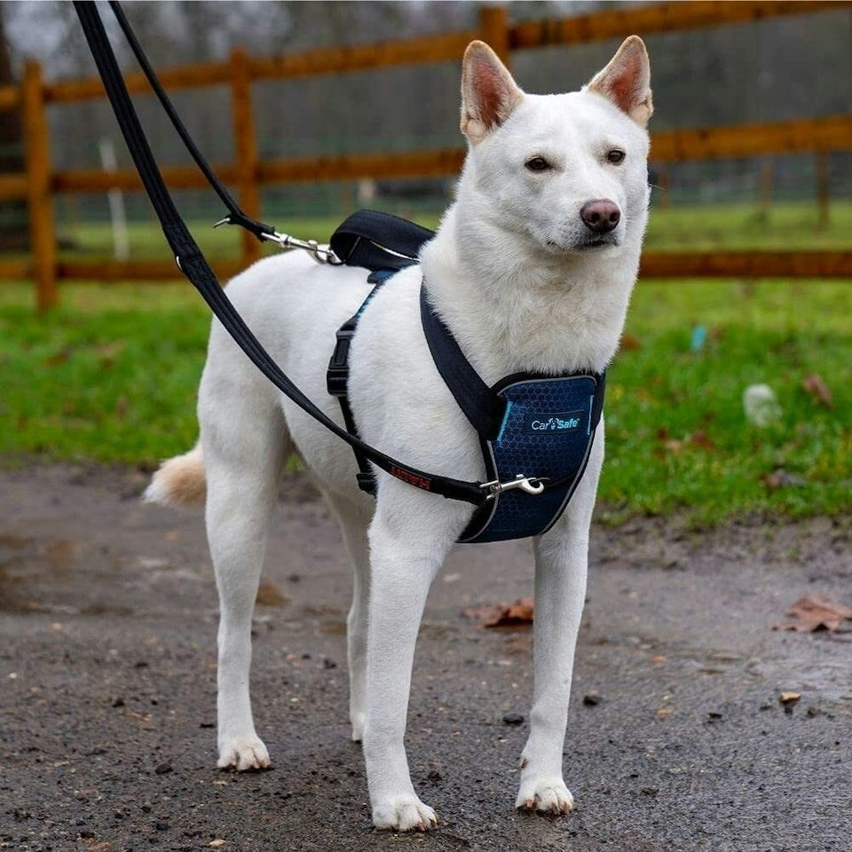 image 1 of Company Of Animals Carsafe Crash Tested Dog Harness - Black - M