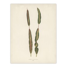 Vintage Botanical Croton Interruptum Leaf Fawcett Wall Art Poster Print