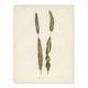 image 1 of Vintage Botanical Croton Interruptum Leaf Fawcett Wall Art Poster Print