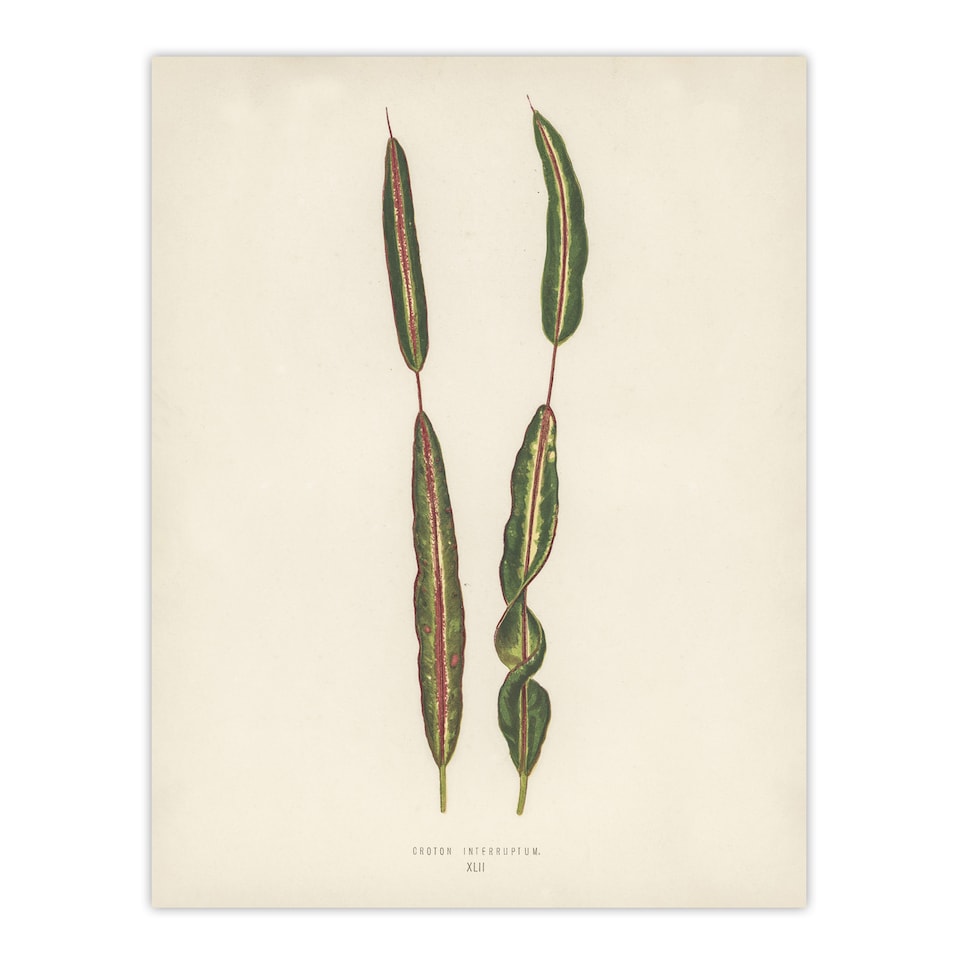 image 1 of Vintage Botanical Croton Interruptum Leaf Fawcett Wall Art Poster Print