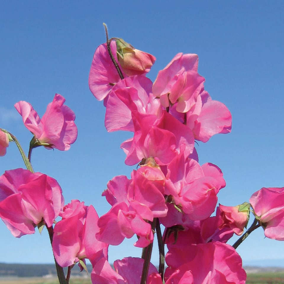 image 1 of Sweet Pea Elegance Deep Rose | Multi | Pink, Red | Flower Seeds | 1