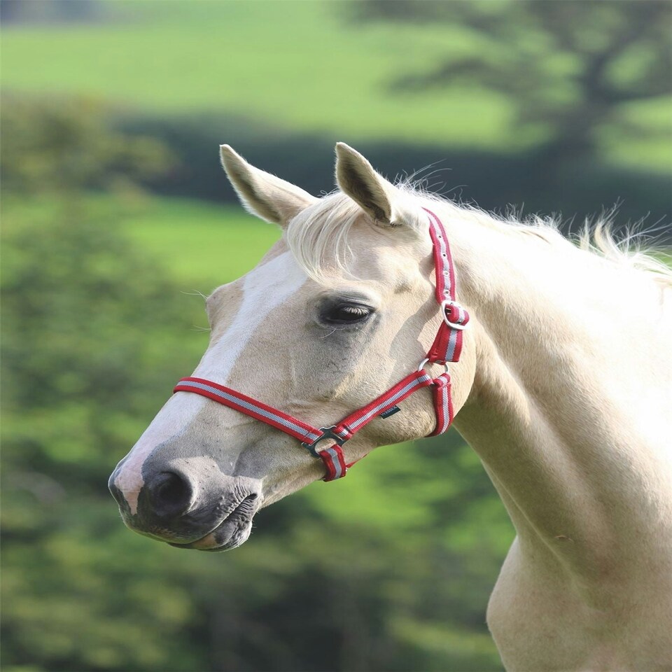 image 1 of Shires Wessex Headcollar Blue | Size: Pony
Colour: Navy/Silver
