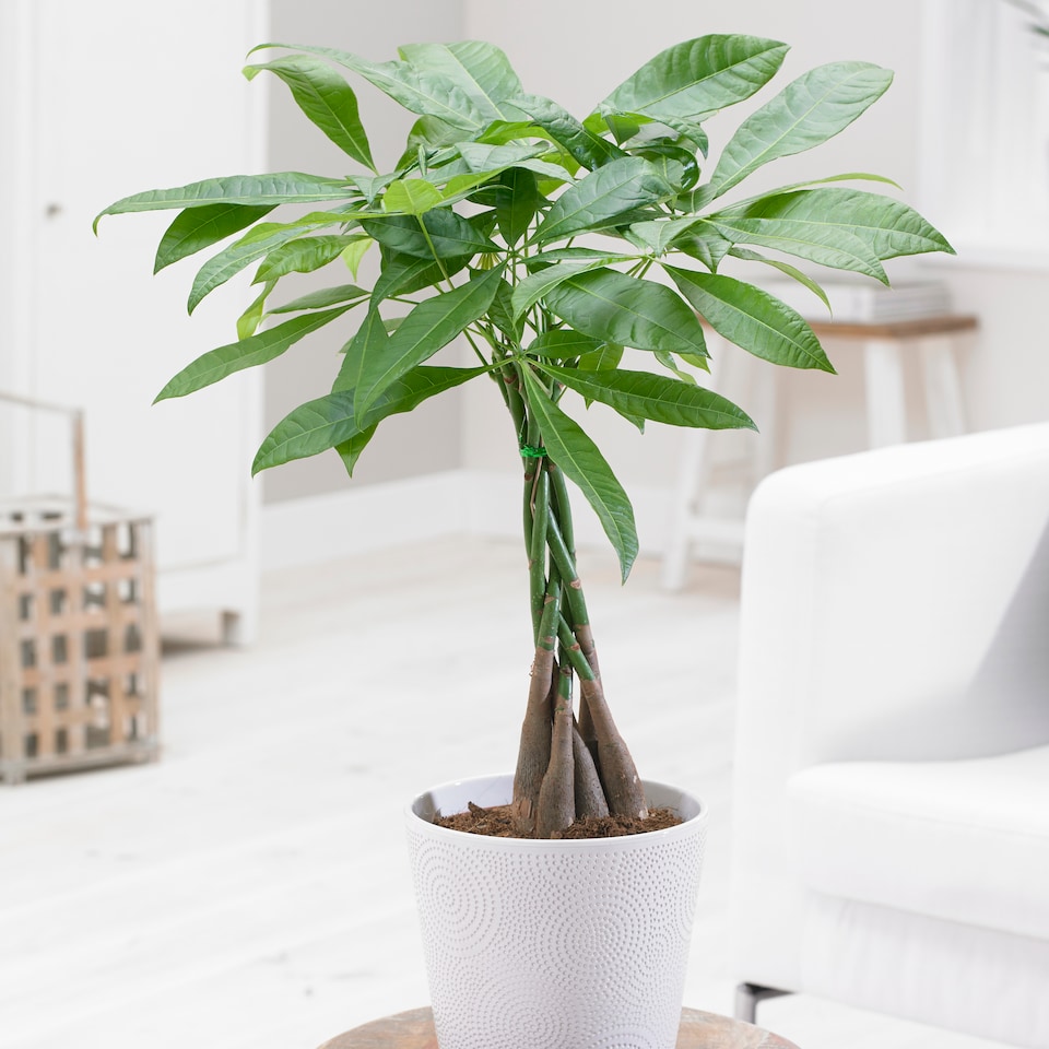 image 1 of YouGarden Pachira Aquatica 'Money Tree', Established Plant in 12cm Pot, Ready to Plant, Evergreen Air Purifying Plants